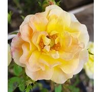 Rosa 'The Fairy Yellow' / Rosier Couvre-sol 'The Fairy Jaune' / Godet