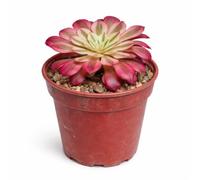 Rosace Aeonium « Mardi Gras » - Feuille épaisse - Rarité - 6,5 cm - Pot de 15 cm de haut