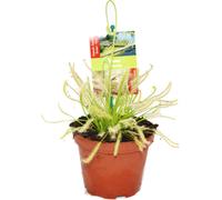Rosaire - Drosera capensis - Pot de 9cm