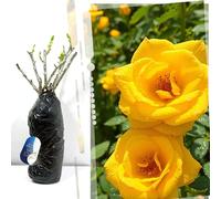 Rose arbuste jaune à racines nues « Sunshine Lady » - Plante parfumée et rustique pour de belles haies de jardin, allées et treillis