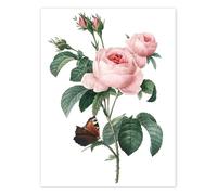 Rose aux cent pétales Poster de Pierre Joseph Redouté 13 x 18 cm Vert Tableaux Décoration murale
