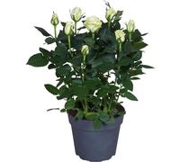 Rose blanche en pot - Ø17cm - ↕45cm - rose élégante pour balcon, terrasse & jardin - facile d'entretien & compacte