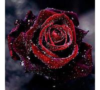 Rose Broderie diamant, 5D bricolage plein diamant peinture point de croix diamant Salon Chambre Décoration Autocollant mural de Autocollant Mural Diamond Painting Kits Complets 25X25cm.
