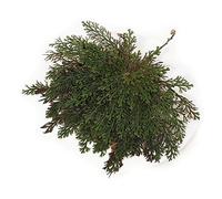 Rose de Jéricho - merveilles naturelles