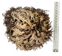 Rose de Jericho sélectionnée de grande taille. XXL