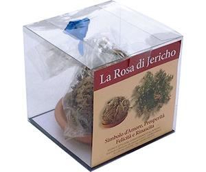 Rose de Jéricho sélectionnée emballée avec une soucoupe