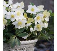 Rose de Noël Advent Star 1L - De belles fleurs à Noël