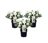 Rose de Noël - Set de 3 - Helleborus niger 'Mont Blanc' - H20-30cm - d12cm