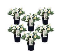 Rose de Noël - Set de 6 - Helleborus niger 'Mont Blanc' - H20-30cm - d12cm
