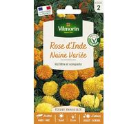 Rose d'Inde Naine Variée