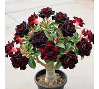 Rose du désert résistante à l'hiver - Rose du désert variée pour une joie de floraison durable dans le jardin - 2Rhizome-D
