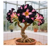 Rose du désert rustique - Rhizomes de rose du désert - Meilleur choix pour les arrangements de jardin - Pétales de différentes couleurs - Facile à cultiver - 1Rhizome-C