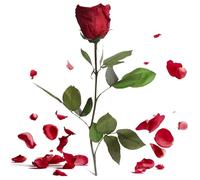 Rose éternelle avec tige 30-35cm long (Bordeaux)