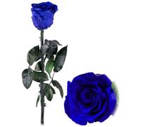 Rose éternelle avec tige - bleu [St. Leonhard]