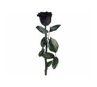 St. Leonhard Rose éternelle avec tige - noir