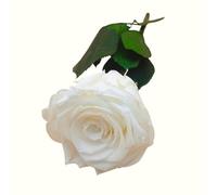 Rose ETERNELLE Blanche Naturelle PRÉSERVÉE. Fleur préservée Blanche éternelle. Anniversaire, Cadeau Original. Rose Blanche préservée fabriquée en Espagne.