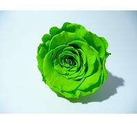 ROSE ETERNELLE VERTE POUR LA REALISATION DE DECORATION FLORALE DURABLE, A ASSOCIER AVEC DU SABLE COLORE ET UN PETIT VASE OU AUTRE SELON VOTRE IMAGINATION