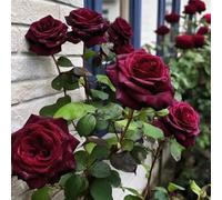 Rose grimpante, fleur vivace d'extérieur, couvre-sol vivace, herbe rampante, plantes d'extérieur et d'intérieur, jardinage, livraison locale Polychlorures de vinyle