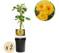 Rose grimpante Rosa Spring Queen - Jaune - Facile d'entretien - 2 plantes - 11cm x H40cm - Roses parfumées pour jardin, balcon & terrasse