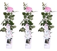 Rose grimpante - Rose Folle d'Amour 'Pink' - ↨65cm - Ø15cm - 3 pièces