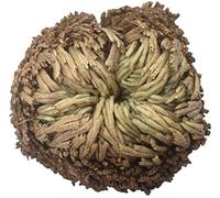 Rose of Resurrection Pflanze Luftfarn Spike Moss Live - Selaginella LepidophyllaDurabilité