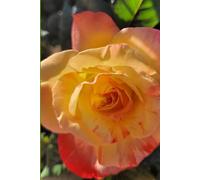 ROSE&PAPER Garden Layout Planner - Graph-Grid Notebook for Raised Beds, Plant Spacing & Seasonal Garden Design (2026 Collection - Rose No. 19): ... gardens, flower beds, and backyard layouts