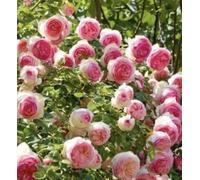 Rose Pierre de Ronsard 1 pot de 19 cm au choix de la couleur. Forte résistante, hauteur 120 m. Rosace parfaite fabriquée en Italie, soignée et sans poux, Terre de Romagne, où les plantes sont les plus