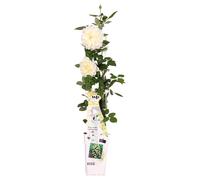 Rose - Rosa Crazy in love 'Vanilla' - Rose crème - Ø15cm - ↕65cm
