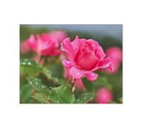 Rose Rose avec des Gouttes de Pluie，Jigsaw Puzzles Puzzle, 1000 Pièces en Papier Adultes Puzzles, Enfants Cerveau IQ Développement Cadeau（50x70cm）-S24