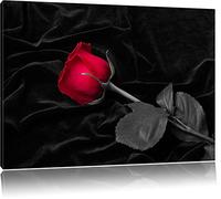 rose rouge posé noir sur du velours noir / blanc Taille: 120x80 sur toile, XXL énormes Photos complètement encadrées avec civière, impression d'art sur murale avec cadre, moins cher que la peinture ou une peinture à l'huile, pas une affiche ou une bannière,