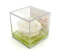 Rose stabilisée blanche, en cube de plexiglas 8 x 8 x 8 cm.