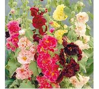 Rose trémière 'Mélange' Assortiment de graines de fleurs vivaces Assortiment de roses trémières trémières (10pcs)