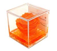 Rose véritable orange, cadeau fête réflexion cérémonie, dure pour toujours, stabilisée parfumée cube 8 x 8 x 8 plexiglas
