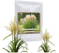 Roseau de Chine env. 100 graines/Miscanthus sinensis/une grande graminée en toute saison