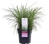 Roseau de Chine - Miscanthus sinensis Extrême-Orient - Ø19cm - ↕50cm