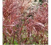 Roseau de Chine Red Cloud - Miscanthus sinensis Red Cloud 100 cm Pot 3L