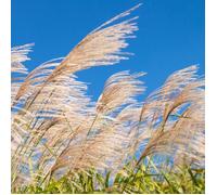 Roseau de Chine Silberfeder - Miscanthus sinensis Silberfeder 100/120 cm Pot 3L