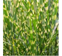 Roseau de Chine Zebrinus - Miscanthus sinensis Zebrinus 50/60 cm Pot 3L