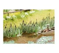 Roseau NOCH Laser-Cut minis® 14102 H0 G