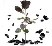 ROSEMARIE SCHULZ Heidelberg Rose éternelle avec Tige Noire - Fleur eternelle longuer 30-35cm - Fleur Naturelle préservée au Parfum Rose (Noir)