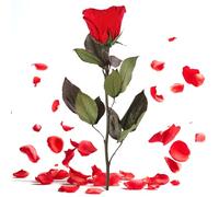 ROSEMARIE SCHULZ Heidelberg Rose éternelle avec Tige Rouge - Fleur eternelle longuer 30-35cm - Fleur Naturelle préservée au Parfum Rose (Rouge)