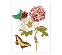 Roses et lépidoptères Poster de Maria Sibylla Merian 13 x 18 cm Blanc Tableaux Décoration murale