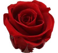 Roses éternelles conservées Medium en rouge 8 pièces - Têtes de fleurs décoratives pour une décoration d'intérieur élégante