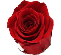Roses éternelles Infinity - Grand Ø5,5-6cm - Fleurs conservées en rouge - Set de 6 pour décoration & cadeaux