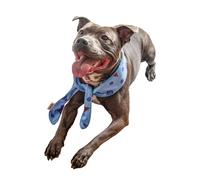 Rosewood Foulard rafraîchissant pour Chiens, Taille M, imprimé crème glacée aux myrtilles, Coupe réglable, Section en Mousse absorbante, trempage et congélation pour Un soulagement instantané du