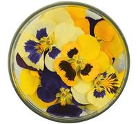 Rosie Rose Lot de 15 pensées spéciales - Fleurs séchées - Décoration pour mariage, décoration de gâteau, décoration, pâtisserie et cuisine - 100 % naturelles (pensées)