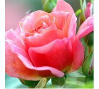 Rosier à grandes fleurs Belle du Seigneur® 'DELocabri'