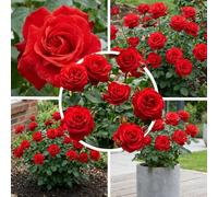 Rosier à massif rouge parfumé, 1 plant à racines nues, de Hollande | Floraison remontante de juin à septembre, rustique, au soleil 5 à 6 h par jour minimum, en bordure, grand bac ou bouquet