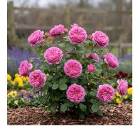 Rosier ancien Bernadette Lafont® 'Sauvachild'