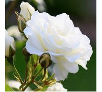 Rosier ancien Jeanne Moreau® 'Meidiaphaz'
